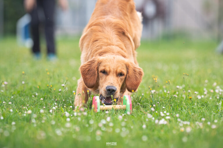 dogphotography-obedience-retriever